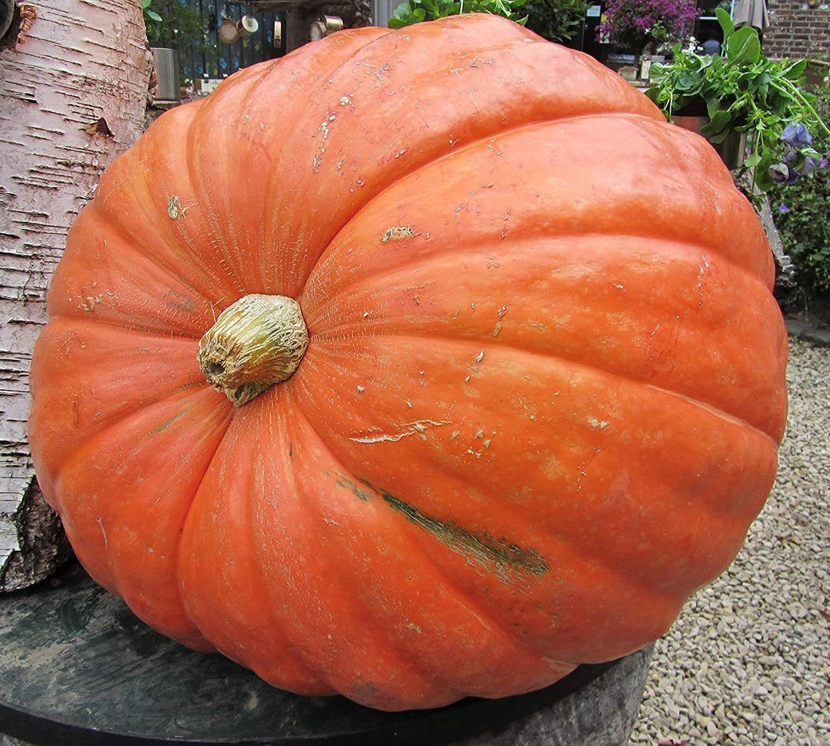 Big Max Pumpkin Seeds - 100 Pounds and Up! - 20 Seeds