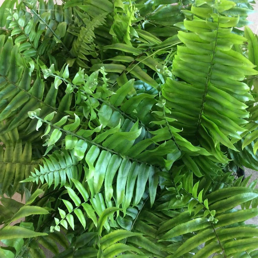 American Plant Exchange Macho Giant Sword Fern Plant – 6-Inch Pot – Live Hardy Air Purifying Fern