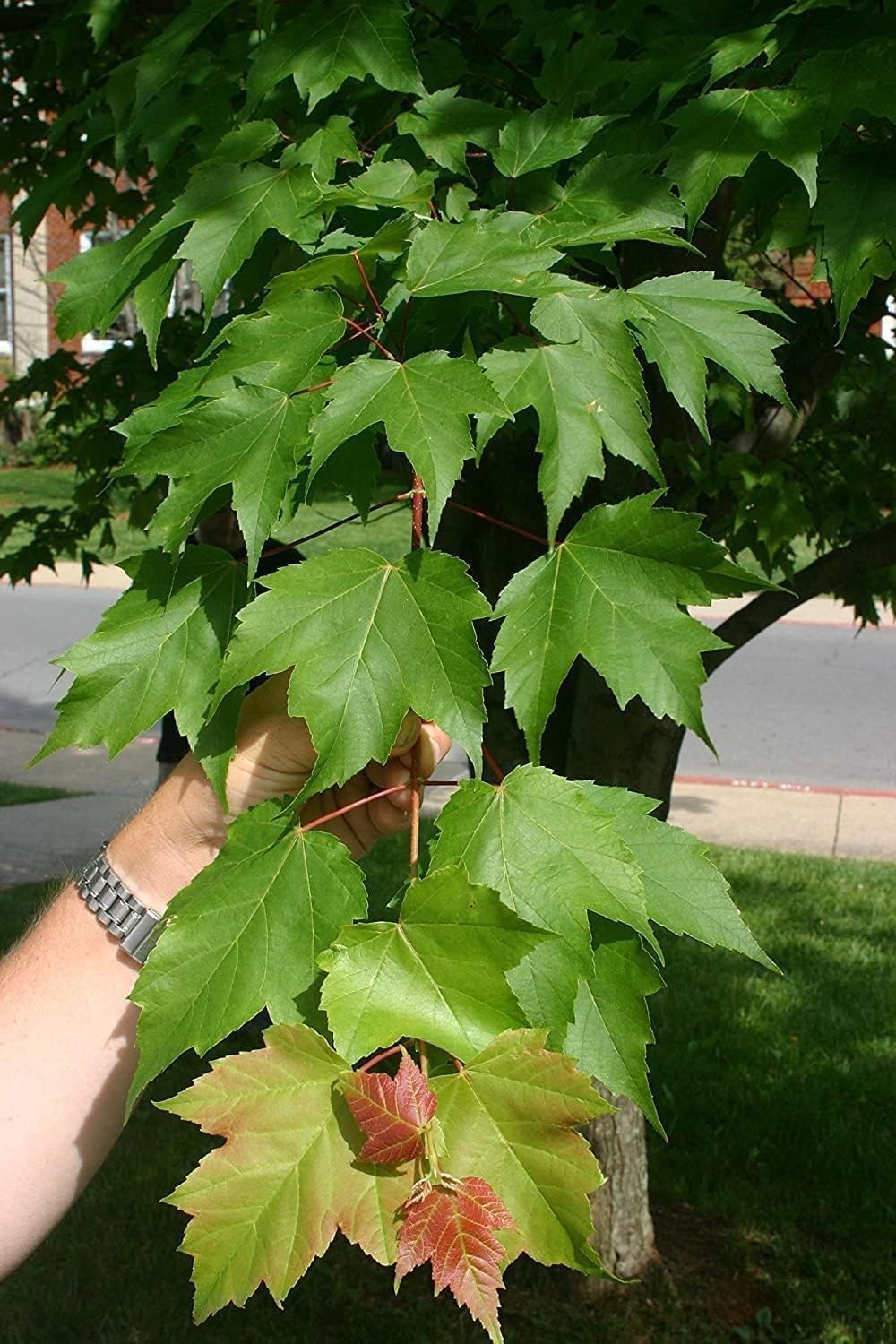 Red Maple Tree | 3 Live Trees | Acer rubrum | Native American Beauty Fast-Growing Shade Tree | Fall