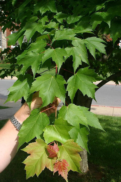 Red Maple Tree | 3 Live Trees | Acer rubrum | Native American Beauty Fast-Growing Shade Tree | Fall