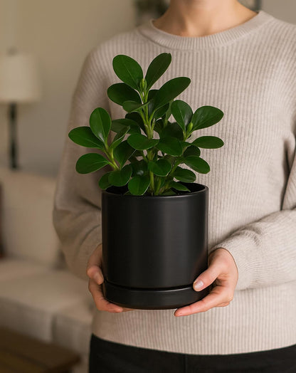 D'vine Dev 6.5 Inch Ceramic Planter Pot with Drainage Hole and Saucer, Indoor Cylinder Round Flower