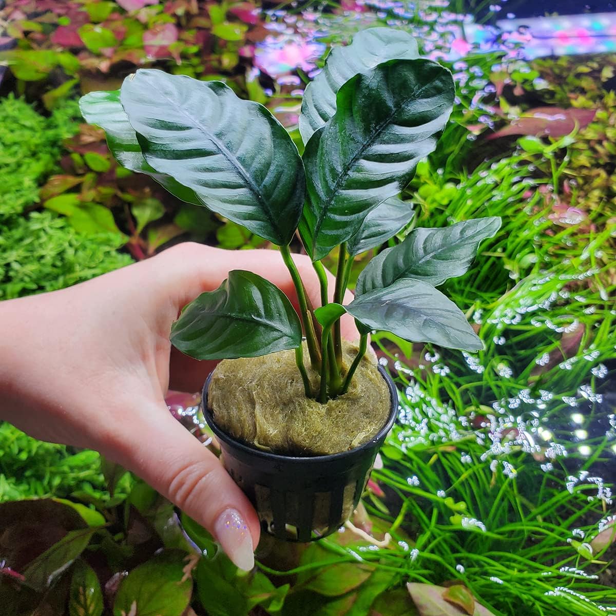 SubstrateSource Anubias Live Aquarium Plants - Potted Freshwater Plant for Fish Tanks, Terrariums