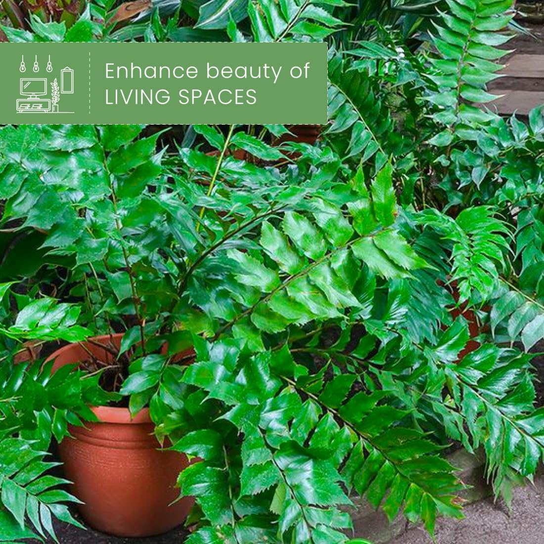 American Plant Exchange Holly Fern – 6-Inch Pot – Live Easy Care Shade-Loving Plant, Versatile