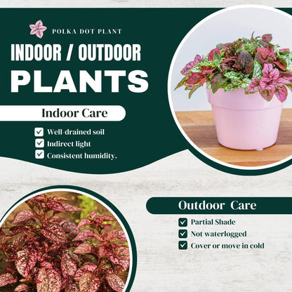 Polka Dot Plant Collection (4-Pack) - Live Houseplants, Small Indoor Plants, Hypoestes (Red, White