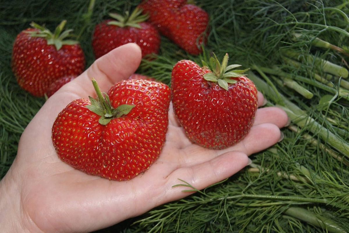 Seeds Giant Strawberry Fresca Everbearing Berries Indoor Non GMO Fruits for Planting