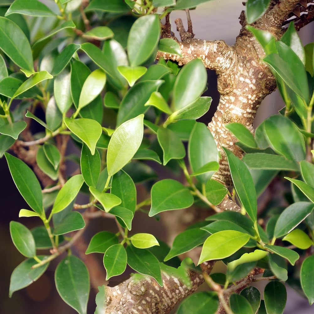 Brussel's Bonsai Live Golden Gate Ficus Indoor Bonsai Tree - Small, 4 Years Old, 5 to 8 In - Live