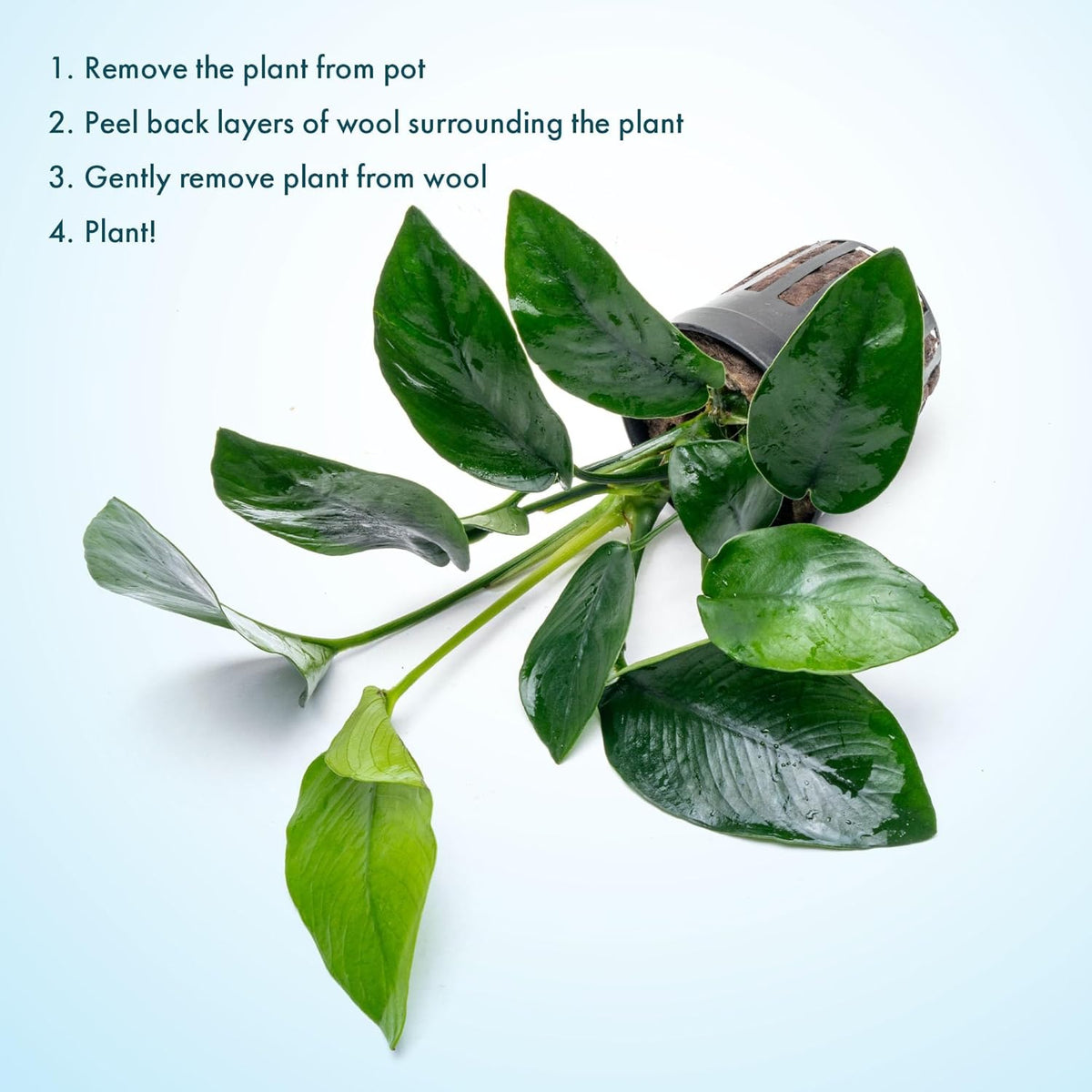 SubstrateSource Anubias Live Aquarium Plants - Anubias Nana Tropica (Anubias barteri Nana) - Low