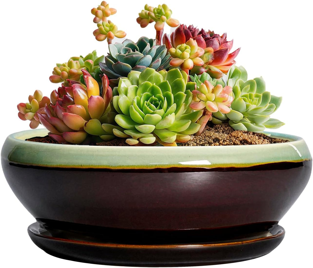 SQOWL Succulent Pots 6 Inch - Shallow Ceramic Planter, Bonsai Pot with Drainage Hole and Saucer