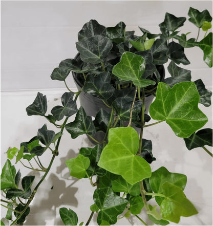 English Ivy Hardy Groundcover/Climbing Vine 50 Plants 2" Pots