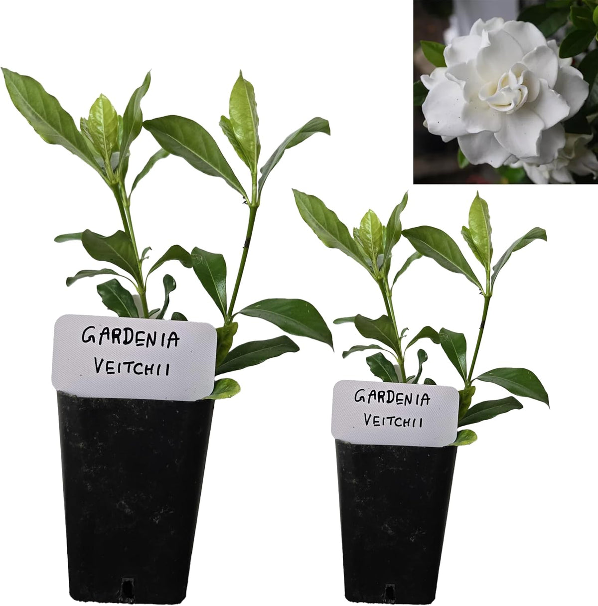 Gardenia Veitchii - Everblooming - Gardenia Jasminoides. Fragrant Evergreen Shrub with Glossy