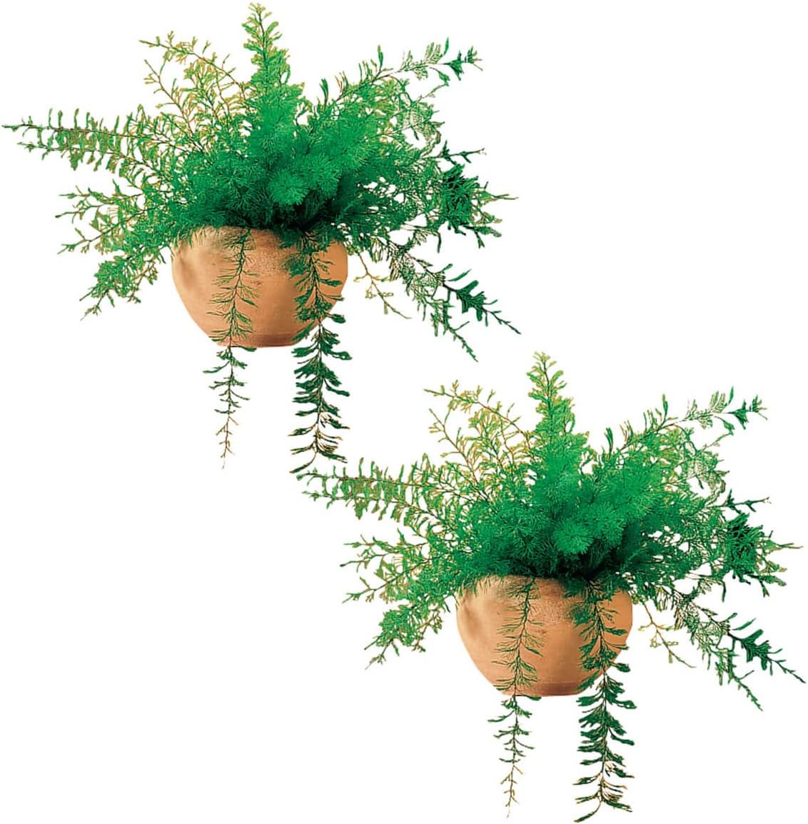 Mysterious Air Fern, Set of 2 – Water & Soil Free House Plant