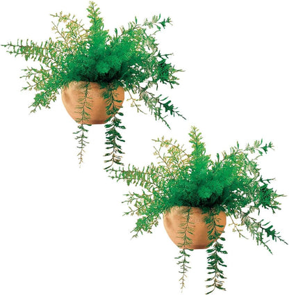 Mysterious Air Fern, Set of 2 – Water & Soil Free House Plant