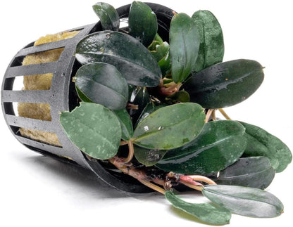 SubstrateSource Bucephalandra Kedagang Round Potted Live Aquarium Plant - Natural Freshwater Fish