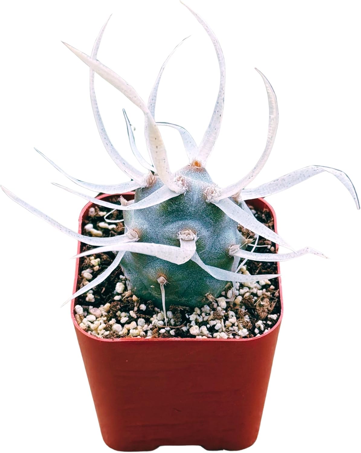 Succulents Plants Live 2inch Live Mini Succulent Plants, Easy Care House Plants Rooted in Succulent