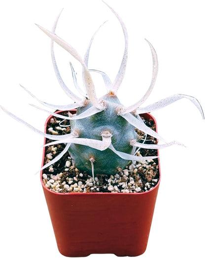 Succulents Plants Live 2inch Live Mini Succulent Plants, Easy Care House Plants Rooted in Succulent