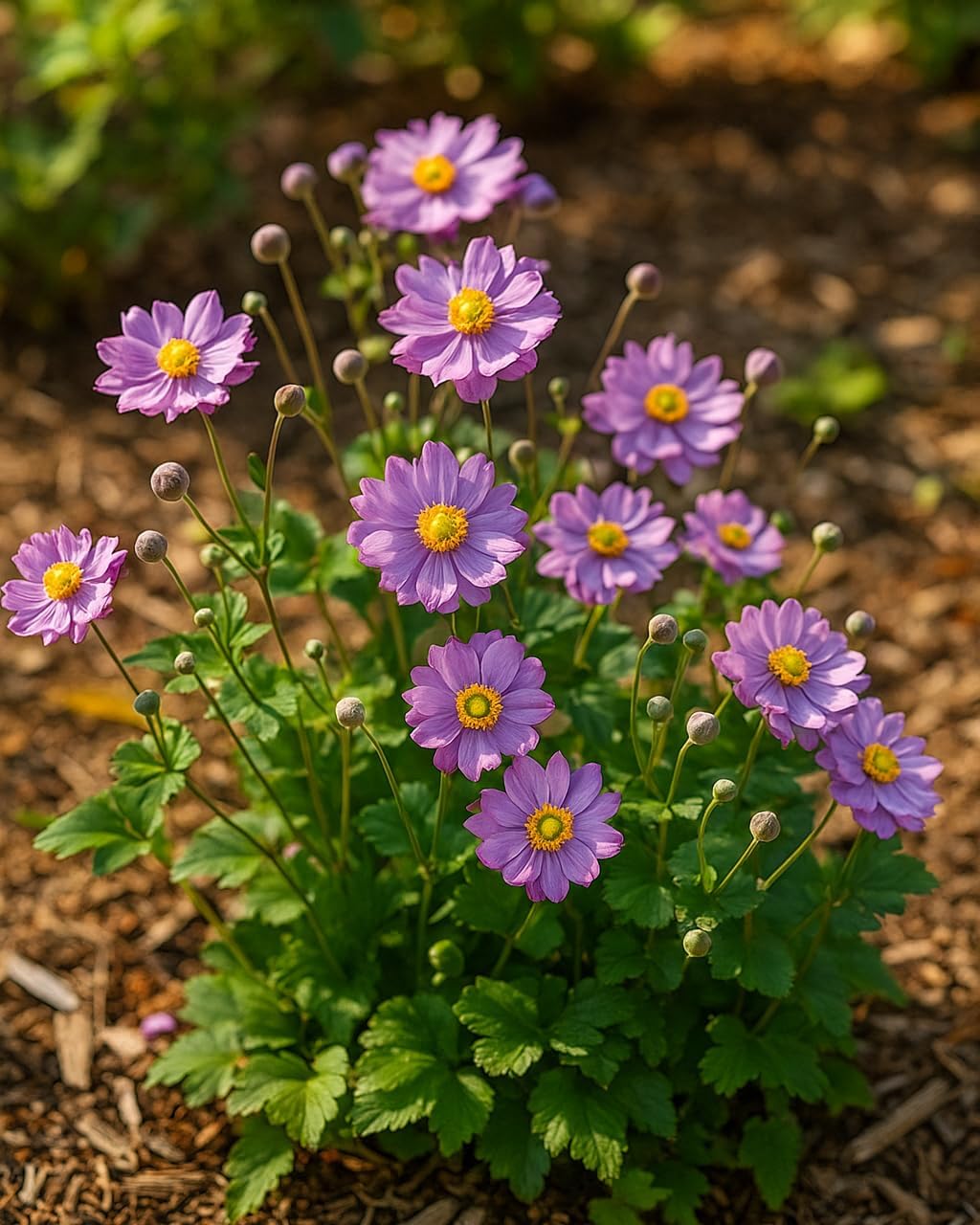 Perennial Farm Anemone x Hybrida Fantasy™ 'Pocahontas' – Live Windflower in #1 Container