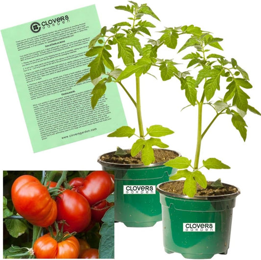 Clovers Garden Beefmaster Tomato Plants – Two (2) Live Plants – Non-GMO - Not Seeds - Each 4" to 8"