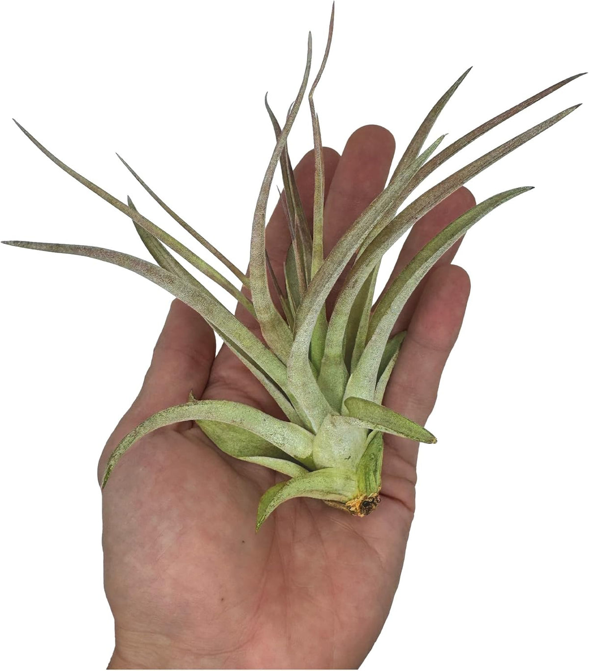 ragnaroc Air Plants - Tillandsia Brachycaulos Multiflora, Jumbo 5-7" - 2 ct - Live Arrival
