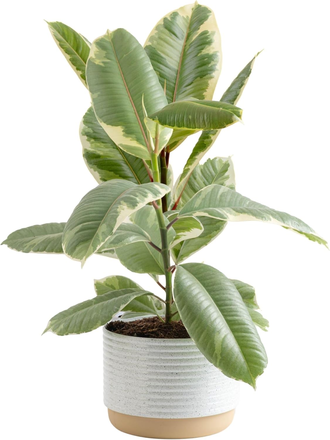 Costa Farms Ficus Tineke Live Plant, Easy to Grow Live Indoor Houseplant in Decorative Planter