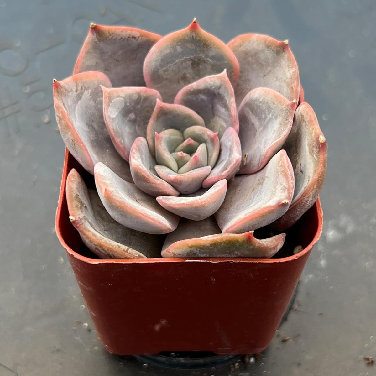Sprout N Green Echeveria Fiona, 1 Live Mini Succulent Plant Fully Rooted in 2 inch Starter Pot