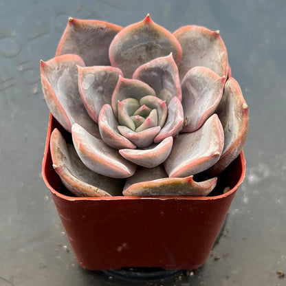 Sprout N Green Echeveria Fiona, 1 Live Mini Succulent Plant Fully Rooted in 2 inch Starter Pot
