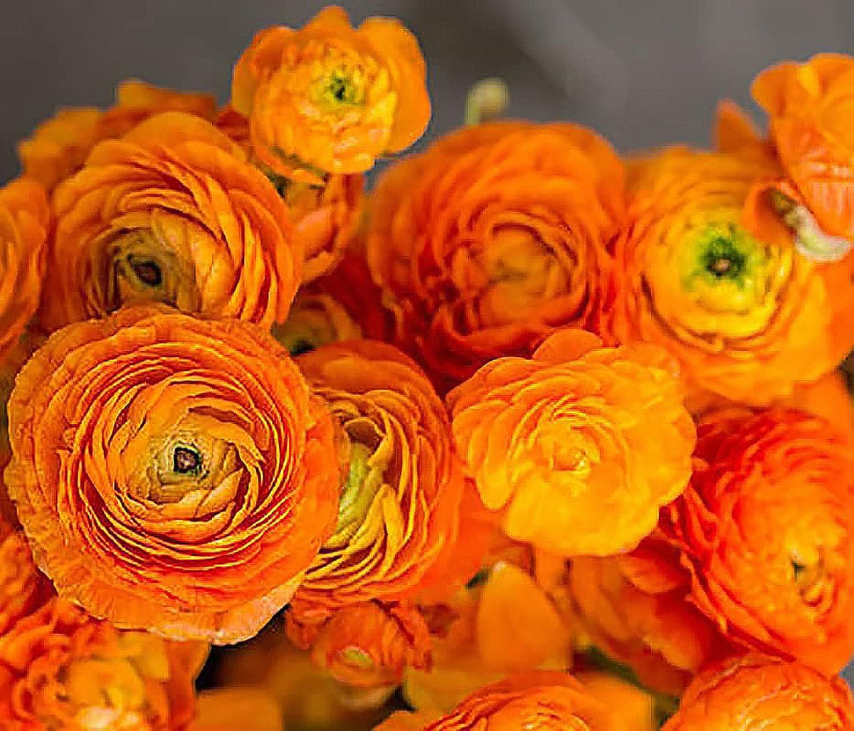 Orange French Peony Ranunculus - 12 Largest Size Corms, Premium Ranunculus Bulbs, Vibrant Orange