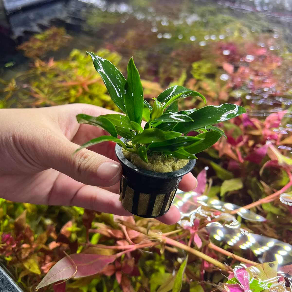 SubstrateSource Anubias Live Aquarium Plants - Potted Freshwater Plant for Fish Tanks, Terrariums