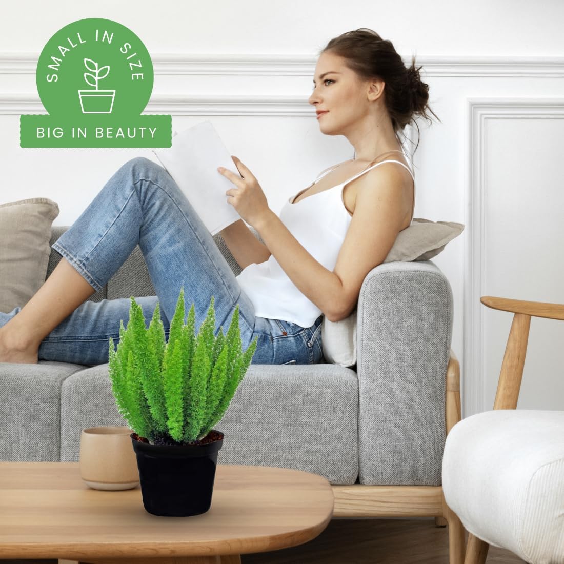 American Plant Exchange Foxtail Fern – 6-Inch Pot – Live Easy Care Tropical Plant with Arching