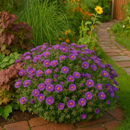 Perennial Farm Aster Novae-Angliae 'Purple Dome' – Live Dwarf New England Perennial in #1
