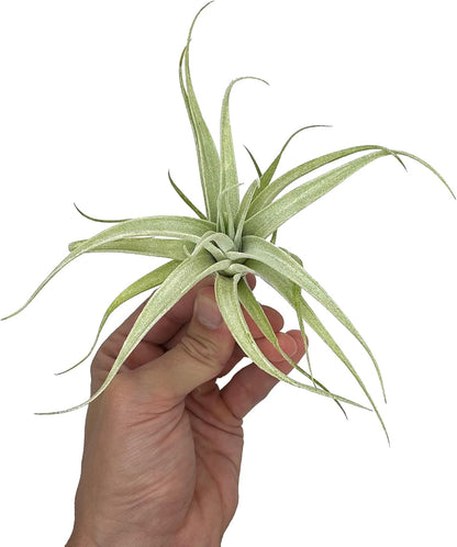 Live Air Plants - Tillandsia Albida 3-5" - 1ct – ragnaroc Live Indoor Plant - Live Arrival
