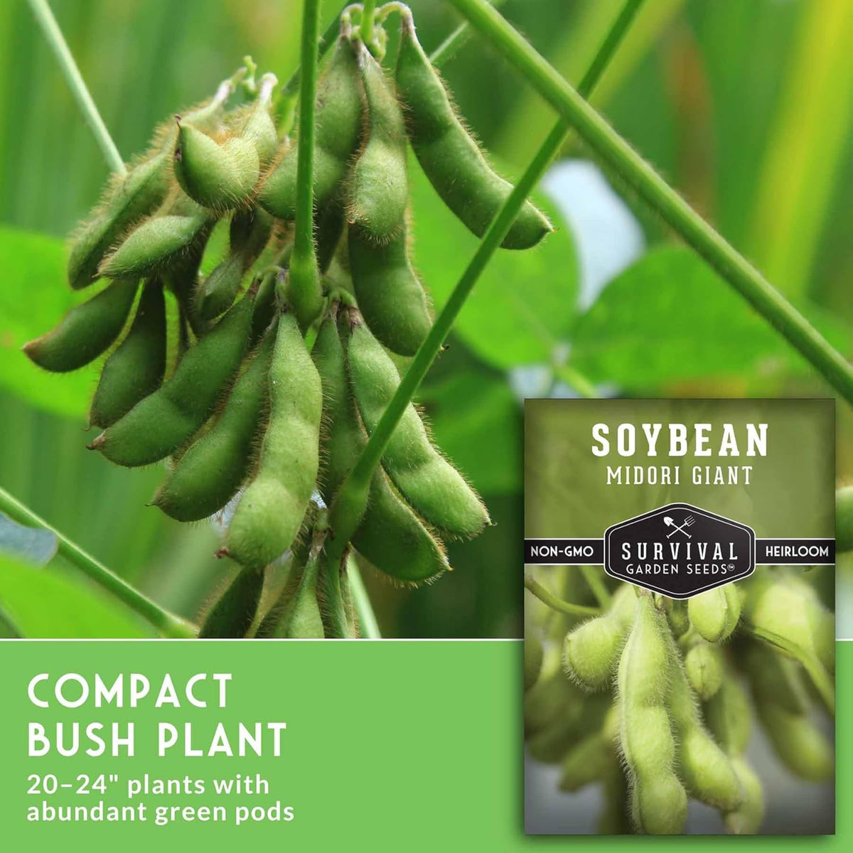 Midori Giant Soybean Seeds for Planting - Grow Protein-Rich Edamame Pods in Your Home Vegetable