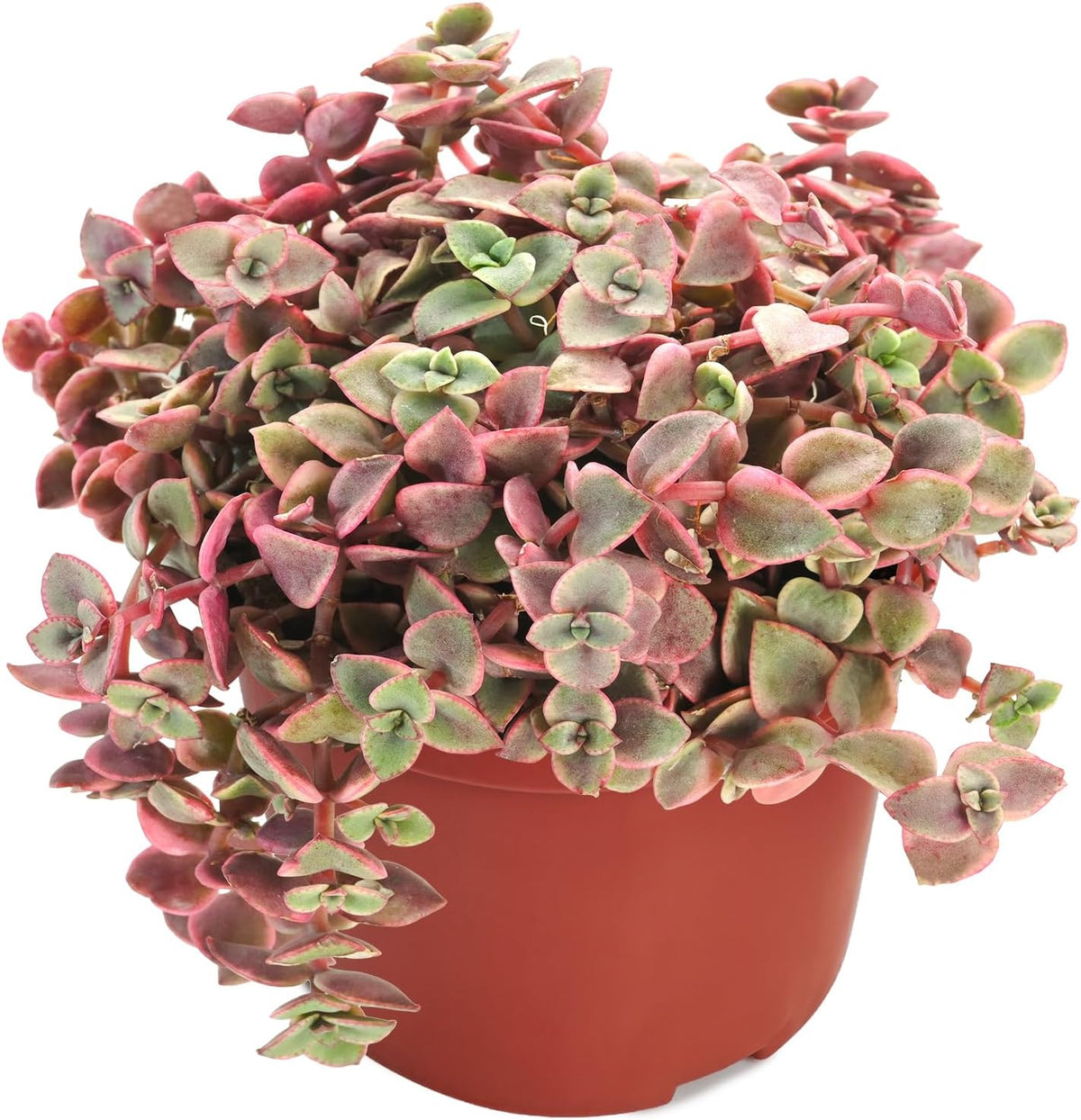 Live Succulents 'Crassula pellucida SSP' (4-inch), Succulent Plants Fully Rooted in Pots with Soil