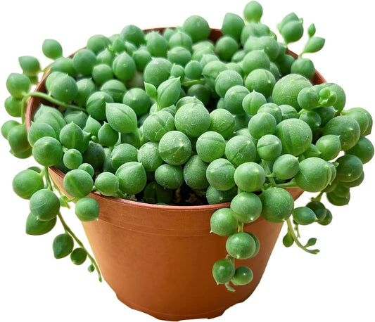 String of Pearls (4-inch), Succulents Plants Live, Succulent Plants Fully Rooted in Pots with Soil