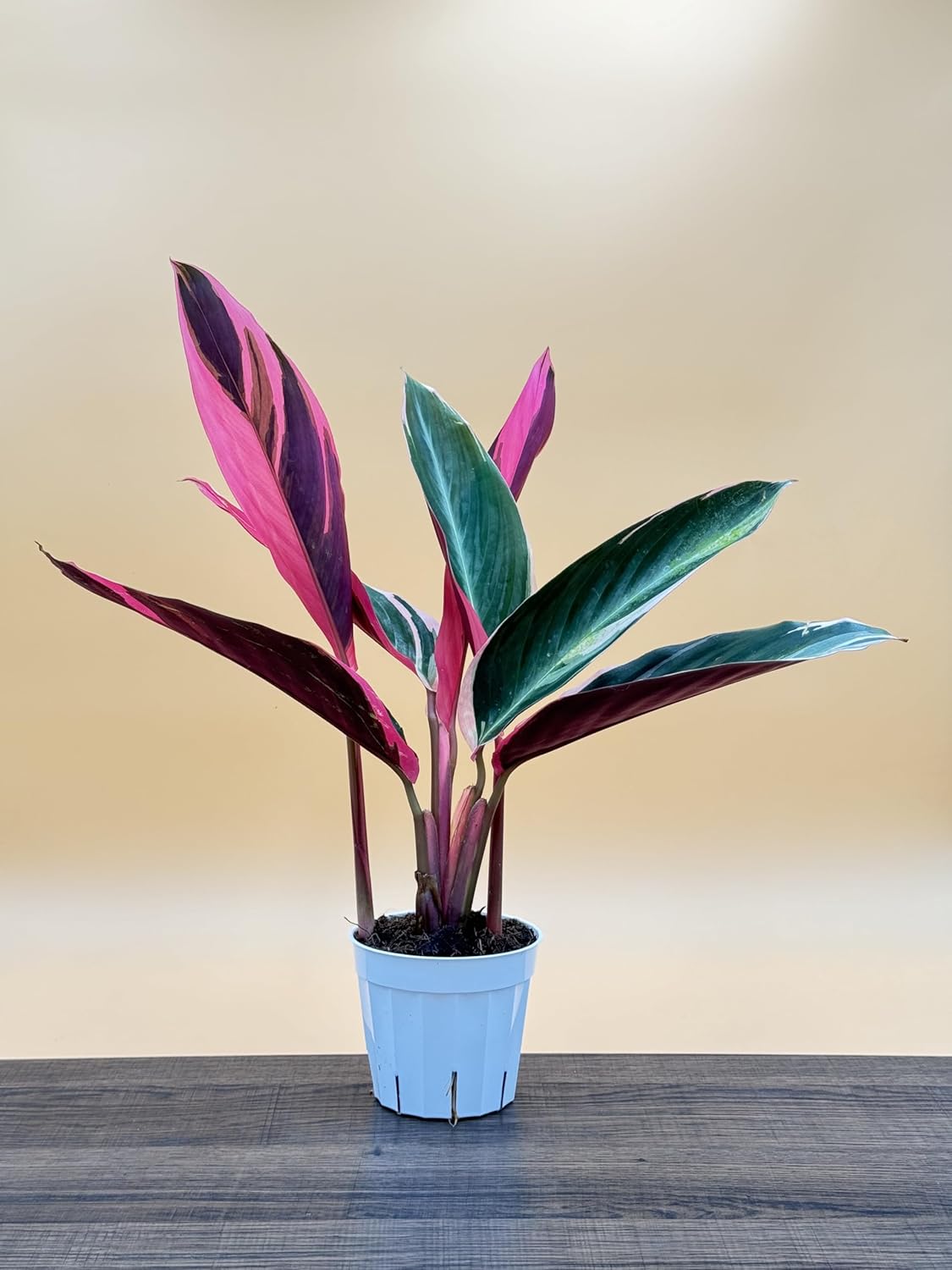 Stromanthe Triostar - Colorful Live Indoor Plant, Calathea Prayer Plant, Air Purifier & Elegant