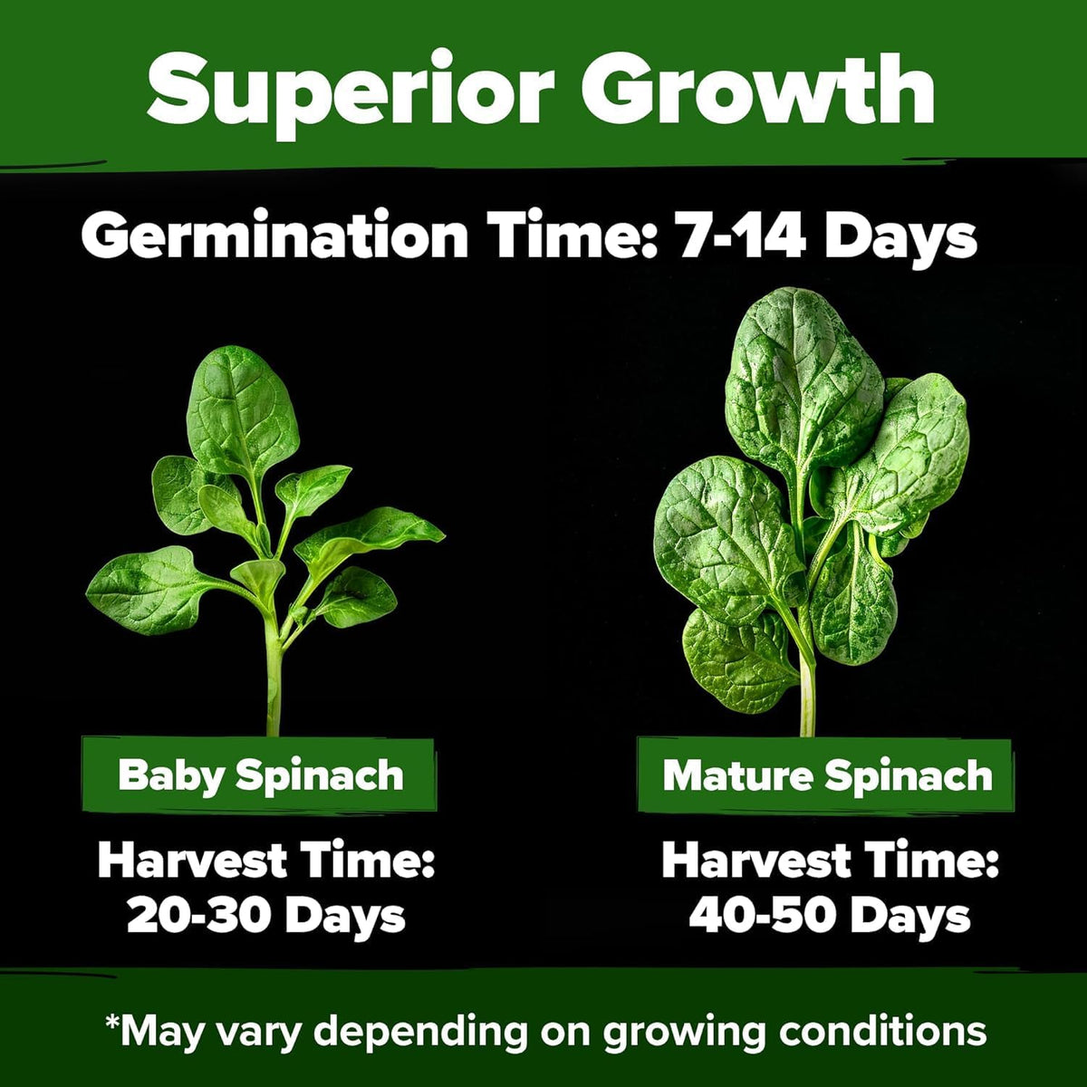 HOME GROWN Bloomsdale Spinach Seeds - 2 Bulk Packs (Spinacia oleracea) – 704 High Germination