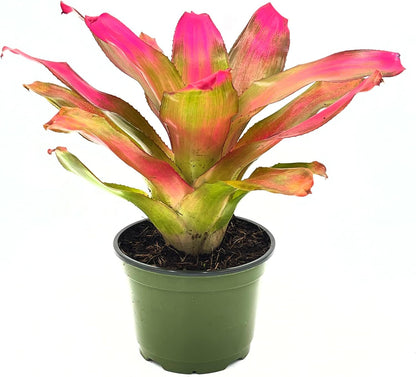 ragnaroc Live Plants – Bromeliad Neoregelia Romance, 8-12" in 6" Pot - 1ct - Live Arrival
