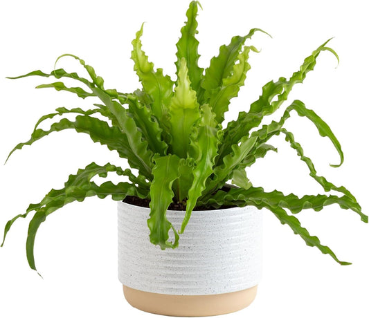 Costa Farms Bird's Nest Fern Live Plant in Decorative Pot, Air Purifying Indoor Houseplant, Perfect