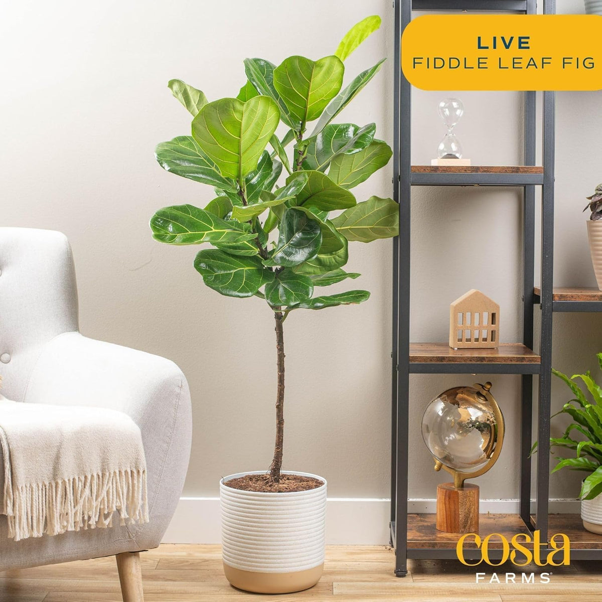 Costa Farms Fiddle Leaf Fig Tree, Ficus Lyrata Live Indoor Plant Potted in Indoor Garden Plant Pot