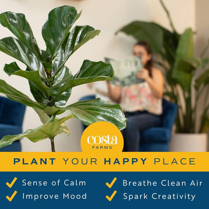 Costa Farms Fiddle Leaf Fig Tree Plant, Live Ficus Lyrata, Live Indoor Plant in Nursery Plant Pot