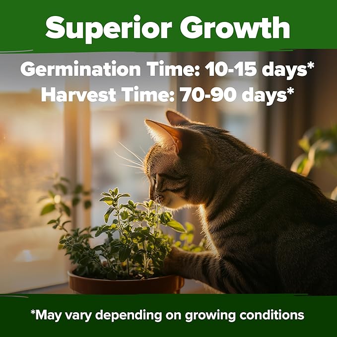 HOME GROWN 𝗨𝗦𝗔 𝗣𝗥𝗘𝗠𝗜𝗨𝗠 Catnip Seeds (Bulk Pack) 𝗡𝗢𝗡-𝗚𝗠𝗢 Heirloom Herb 2,116 Seeds