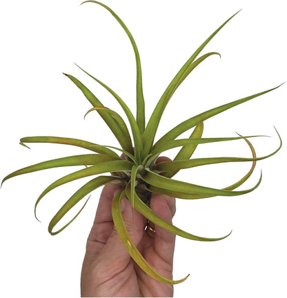 ragnaroc Air Plants - Tillandsia Capitata (Peach), Large 5-7” - 2 ct - Live Arrival Guaranteed