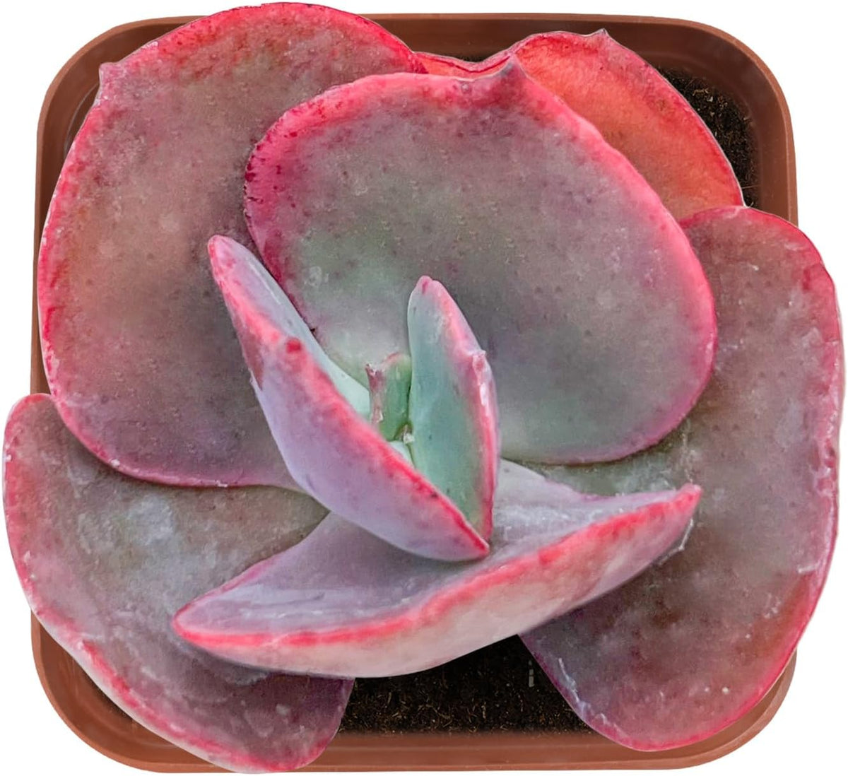 Sprout N Green Echeveria Big Red, Live Succulent Plant Fully Rooted in 2" Pots with Soil Mix, Real