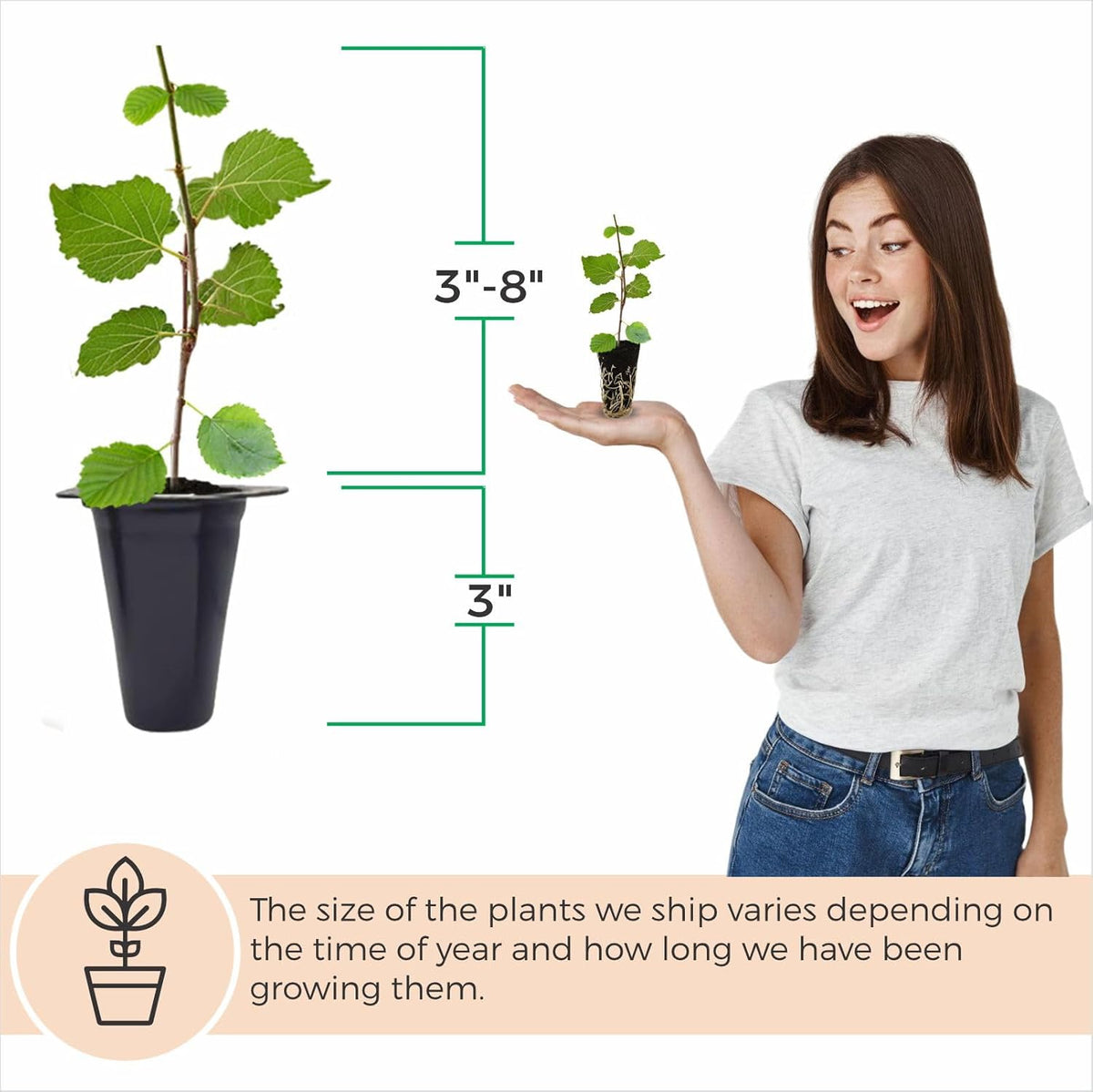 Mulberry Illinois Everbearing Plant (4 Pack) | Real Live Fruit Plants for Sale| Easy to Grow Live