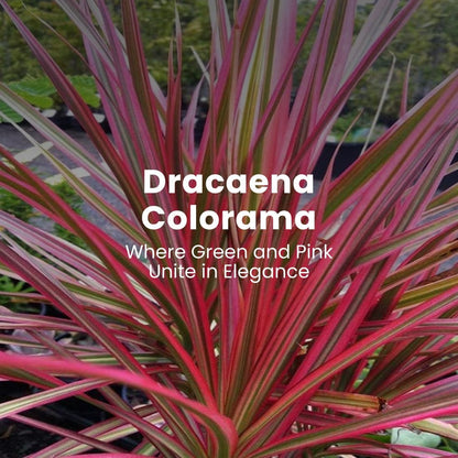 American Plant Exchange Dracaena 'Colorama' – 6-Inch Pot – Live Colorful Houseplant with Pink and