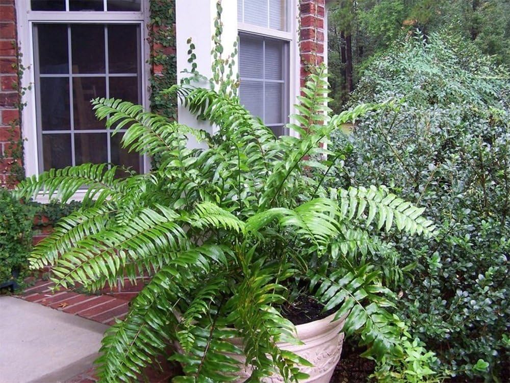 American Plant Exchange Macho Giant Sword Fern Plant – 6-Inch Pot – Live Hardy Air Purifying Fern