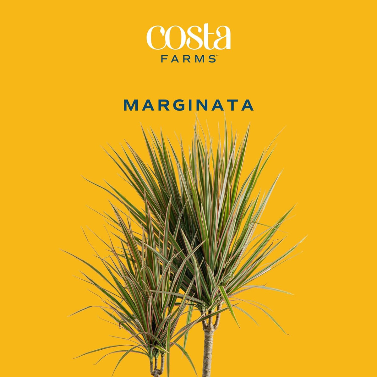 Costa Farms Dracaena Marginata Magenta Madagascar Dragon Tree Live Indoor Plant, 3 to 4-Feet Tall