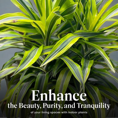 American Plant Exchange Dracaena Lemon Lime – 3-Gallon with Pot – Live Indoor/Outdoor Air Purifying