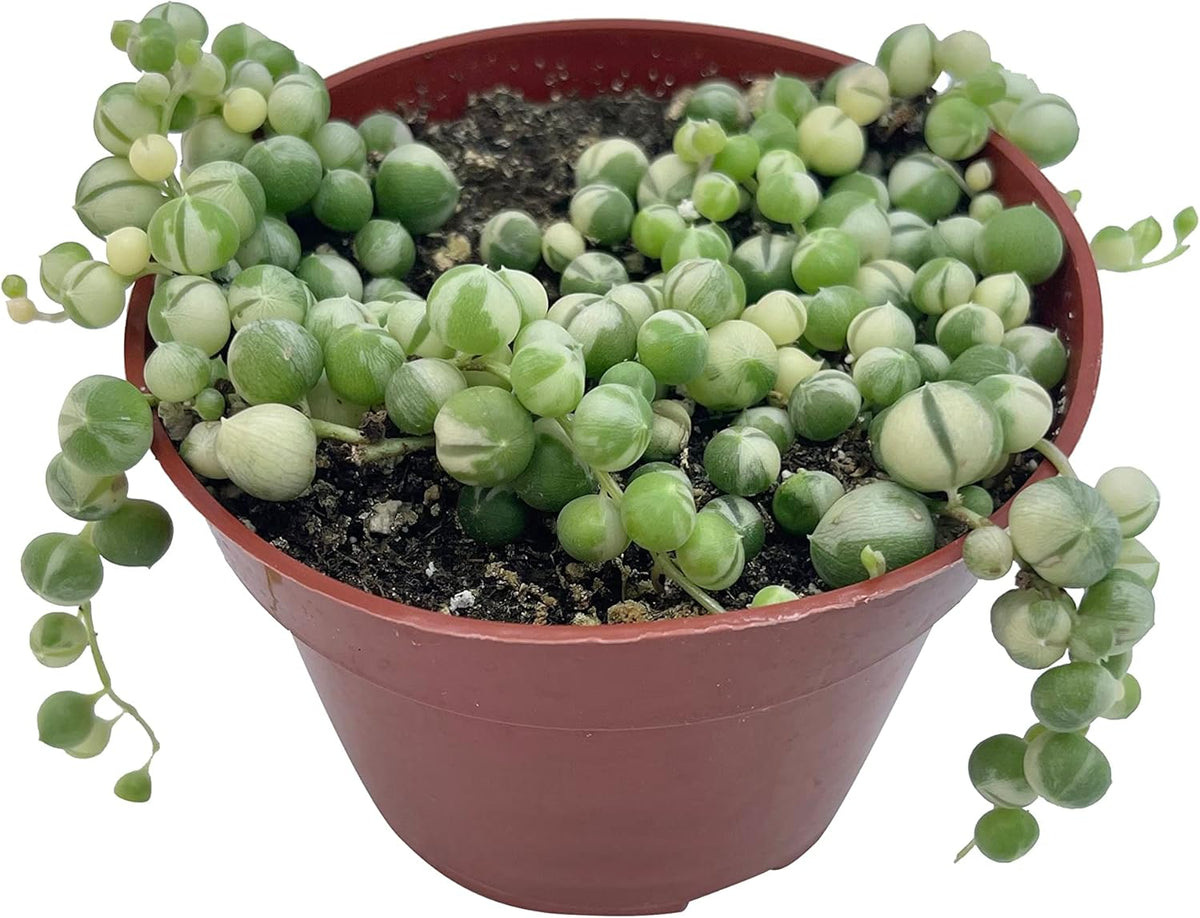 Live Succulent 4" Variegated String of Pearls, Succulents Plants Live, Succulent Plants Fully