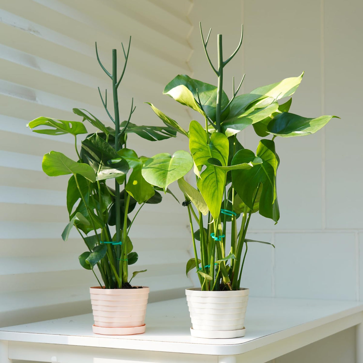 8 Pack Monstera Plant Support Stakes, 27.5inch Detachable Twig Plant Support Stakes with 12 Orchid