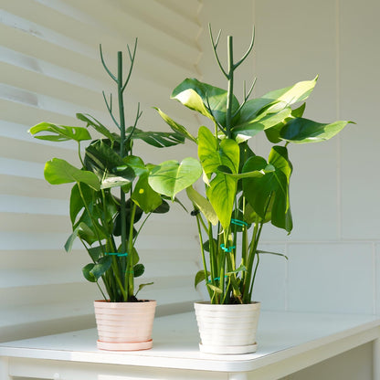 8 Pack Monstera Plant Support Stakes, 27.5inch Detachable Twig Plant Support Stakes with 12 Orchid